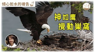 【傾心如水的禱告】[CC字幕] 13-05-2022 神如鷹攪動巢窩 照著主的應許為你禱告 #傾心如水的禱告 #神如鷹攪動巢窩 #舒適區