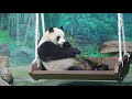 20200521 圓仔長大愛竹葉 咬上搖籃熊心悅 午餐下 giant panda yuan zai