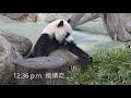 20200521 圓仔長大愛竹葉 咬上搖籃熊心悅 午餐下 giant panda yuan zai