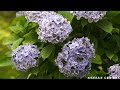 加茂荘花鳥園 花菖蒲 紫陽花 4k iris hydrangea