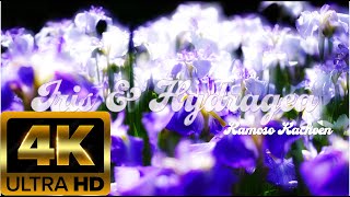 加茂荘花鳥園 花菖蒲 紫陽花 [4K] Iris Hydrangea