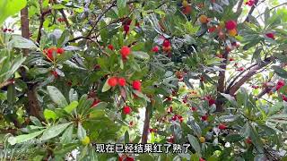 隐藏在广西大山里的小山村，环境宛如世外桃源，退休首选的地方