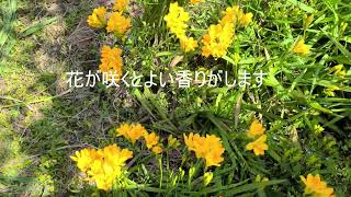 我が家の花2022