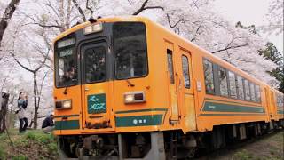 【旅エイター】★桜前線『桜のトンネルを電車が走る』　青森県五所川原市・一人旅