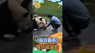 [每日最新]😊快乐盆盆奶！🐼渝可渝爱 #大熊猫 #my #cute panda