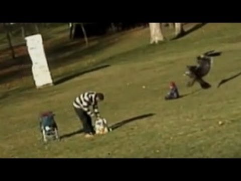 Can an eagle pick up a human?