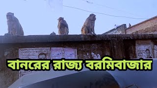 বানরের রাজ্য বরমিবাজার।  শ্রীপুর। গাজীপুর। Monkeys Area