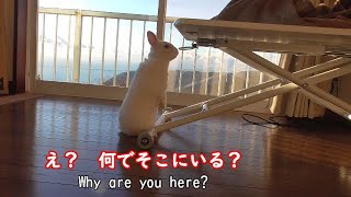 魔法が解けたウサギ　もうフローリングは怖くない 　Spell's been broken.The rabbit's not scared of the wooden floor anymore.