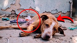 Skeletal dog was found passed out in the trash, but his eyes were begging for a second chance.