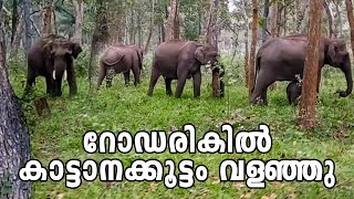 റോഡരികിൽ കാട്ടാനക്കൂട്ടം വളഞ്ഞു | Elephant Crossing Road