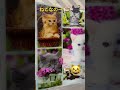 ねこなのー🎵🎵🎵可愛い😸孫とmatoraチャンネルご登録よろしくお願い致します🙇‍♀️