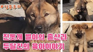 [진돗개 별이 육아일기] 출산에서 분양/육아 두달간의 이야기#생각하는진돗개 #진돗개 #진돗개분양