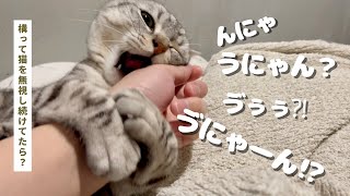 かまって猫を無視してたらこうなりました...