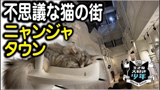 不思議な猫の街ニャンジャタウンで個性豊かな猫たちに会う