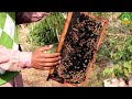 मधुमक्खी के 15 बक्सों से कमाई 60 हजार साथ में फसल की पैदावार फ्री बढ़ेगी honey bee keeping farming