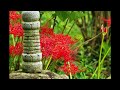 感激を求めて　慈眼山三光院　普門寺の彼岸花 曼殊沙華 10月4日　茨城県つくば市