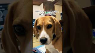 あなたはこの圧に耐えられますか？晩御飯を催促するビーグル犬#ビーグル#犬