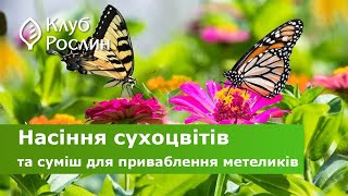 Насіння сухоцвітів та інші квіткові суміші