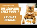 Le chat Bengal, un léopard chez vous 😼