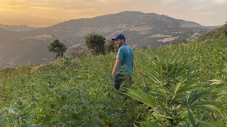 GUEST IN A FAMILY OF HASHISH FARMERS - KETAMA (RARE FOOTAGE) 🇲🇦 MOROCCO - MARIHUANA