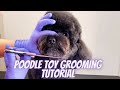 POODLE TOY GROOMING TUTORIAL STEP BY STEP