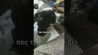 Ότι θέλει μας κάνει η Ήρα  #springerspaniel  #foryou  #viralvideo