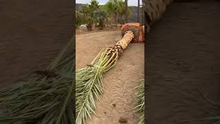 How many Medjool Date Palms? #shorts #datepalms #medjooldatepalms