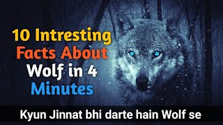 10 Intresting Facts About Wolf / 10 अदभुत रोचक फैक्ट्स भेड़िए के बारे में