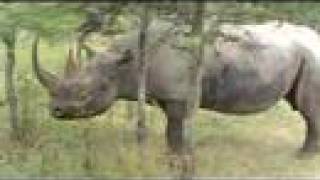 African Safari: Sweetwaters Black Rhino Morani Kenya