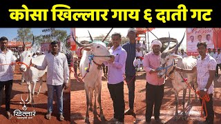 कोसा खिल्लार कालवड (६ दाती गट) - पुसेगाव प्रदर्शन | Khillar Maharashtrachi Shaan 2024