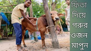 ফিতা দিয়ে গরুর ওজন মাপার সঠিক নিয়ম।