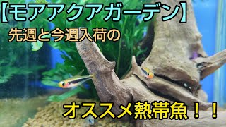 【モアアクアガーデン】先週と今週入荷したオススメ熱帯魚！！