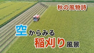 【秋の風物詩】空から見る稲刈り風景　千葉県産コシヒカリ