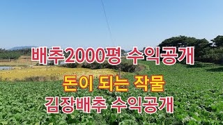 배추2000평 수익공개 적은 투자로 돈버는 방법 귀농귀촌 하신분 꼭 하세요