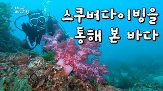 스투버다이빙을 통해 본 바다 속 이야기 #제주섶섬 #연산호 [어영차바다야]