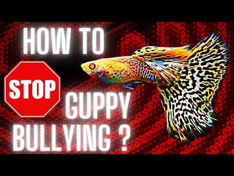 Do Guppies attack other fish?