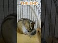 しまりす「ポン吉」回るとお手入れ。【ペット】【シマリス】【chipmunk】【squirrel】【kawaii】【cute】