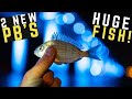 Bridge Fishing With Live Pinfish For Giants | Ft. Lawson Lindsey