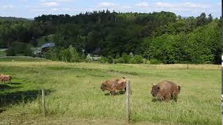 走っていくヨーロッパバイソン　European bison 2018 0614