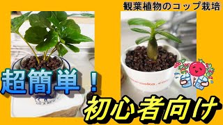 【観葉植物の水耕栽培】コーヒーの木とアデニウムのハイドロボール栽培のやり方