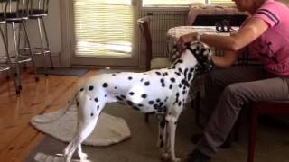 Pippa Muzzle Training 26th Feb 2013