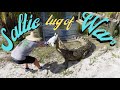 Feeding GIANT Australian Crocodiles by HAND! | Primitive Predators