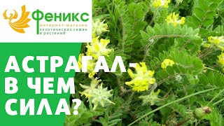 АСТРАГАЛ - в чем СИЛА?