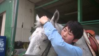 乗馬倶楽部エルミオーレ豊田　馬装ビデオ（頭絡編）