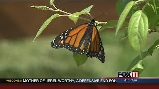 Butterfly Gardens Opens