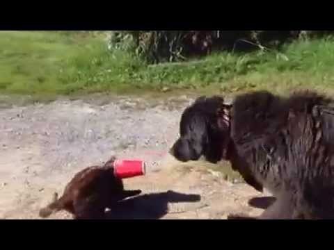 Dog Helps Thirsty Cat Youtube