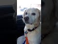 Funny Dog on meds after the vet