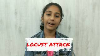 Locust Attack / வெட்டுக்கிளி தாக்குதல்