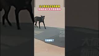 主人生病狗狗天天來醫院看望