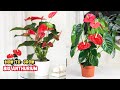 15 Fantastic Tips on How to Grow a Big Anthurium Plant